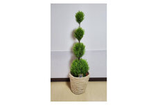 観葉植物 ゴールドクレストウイルマ 4玉仕立て 籠付き 【6号鉢 高さ90cm】 産地直送 植物 緑 鉢 植木 観葉 クリスマスツリー ツリー クリスマス 室内 リビング グリーン 待合席 祝い 開店祝い 開業祝い ギフト プレゼント 贈答 記念日 お祝い 送料無料 ふるさと納税 平野園芸 千葉県 旭市