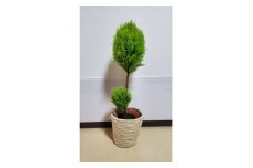 観葉植物 ゴールドクレストウイルマ 1玉仕立て 籠付き 【6号鉢 高さ90cm】 産地直送 植物 緑 鉢 植木 観葉 クリスマスツリー ツリー クリスマス 室内 リビング グリーン 待合席 祝い 開店祝い 開業祝い ギフト プレゼント 贈答 記念日 お祝い ふるさと納税 送料無料 千葉県 旭 平野園芸 千葉県 旭市