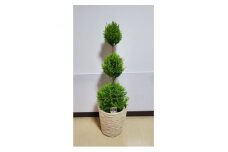 観葉植物 ゴールドクレスト ウイルマ 3玉仕立て 籠付き 【6号鉢 高さ90cm】 産地直送 植物 緑 鉢 植木 観葉 クリスマスツリー ツリー クリスマス 室内 リビング グリーン 待合席 祝い 開店祝い 開業祝い ギフト プレゼント 贈答 記念日 お祝い 送料無料 千葉県 旭 平野園芸 千葉県 旭市