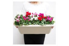 生花 花 ガーデン シクラメン 色 おまかせ MIX プランター 付き 10株 寄せ植え 飾るだけ お花 フラワー flower 華 hana ガーデニング 園芸 花苗 観葉植物 植物 観賞 庭 玄関 父の日 母の日 シーズン プレゼント 贈り物 贈物 贈答 ギフト おすすめ 人気送料無料 ふるさと納税 あとりえ亜樹有限会社 千葉県 旭市