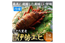 甘い ! 旨い ! 活け〆 リキッド 冷凍 伊勢海老 (刺身用)  約250g/1尾入り イセエビ エビ プリプリ  急速冷凍 瞬間冷凍 冷凍 真空個装 真空パック 刺身 生食用 魚介 新鮮 高級 人気 お祝い ギフト お取り寄せ  グルメ おすすめ 送料無料 ふるさと納税 不動丸 千葉県 旭市 fdm016