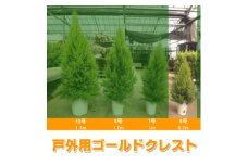木 苗木 ツリー ゴールドクレスト 6号 鉢 戸外 用 高さ 約 70cm クリスマス シンボルツリー 植物 ガーデニング 園芸 玄関 外 庭 ガーデン 庭園 庭植え 鉢植え ポット苗 植木 庭木 管理 簡単 プラント 緑 グリーン おしゃれ ギフト プレゼント 贈り物 おすすめ あとりえ亜樹有限会社 千葉県 旭市