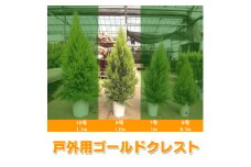 木 苗木 ツリー ゴールドクレスト 8号 鉢 戸外 用 高さ 約 1.2m クリスマス シンボルツリー 植物 ガーデニング 園芸 玄関 外 庭 ガーデン 庭園 庭植え 鉢植え ポット苗 植木 庭木 管理 簡単 プラント 緑 グリーン おしゃれ ギフト プレゼント 贈り物 おすすめ 千葉県 旭市