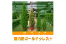 木 苗木 ツリー ゴールドクレスト 8号 鉢 ウィルマ 室内 用 高さ 約 1.2m クリスマス シンボルツリー 植物 ガーデニング 園芸 玄関 部屋 インテリア リビング 鉢植え ポット苗 管理 簡単 プラント 緑 グリーン おしゃれ ギフト プレゼント 贈り物 おすすめ 千葉県 旭市