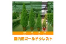 木 苗木 ツリー ゴールドクレスト 6号 鉢 ウィルマ 室内 用 高さ 約 70cm クリスマス シンボルツリー 植物 ガーデニング 園芸 玄関 部屋 インテリア リビング 鉢植え ポット苗 管理 簡単 プラント 緑 グリーン おしゃれ ギフト プレゼント 贈り物 おすすめ 千葉県 旭市