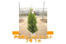 木 苗木 ツリー ゴールドクレスト 7号 鉢 戸外 用 高さ 約 1m クリスマス シンボルツリー 植物 ガーデニング 園芸 玄関 外 庭 ガーデン 庭園 庭植え 鉢植え ポット苗 植木 庭木 管理 簡単 プラント 緑 グリーン おしゃれ ギフト プレゼント 贈り物 おすすめ 千葉県 旭市