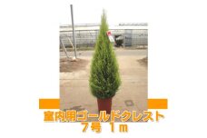 木 苗木 ツリー ゴールドクレスト 7号 鉢 ウィルマ 室内 用 高さ 約 1m クリスマス シンボルツリー 植物 ガーデニング 園芸 玄関 部屋 インテリア リビング 鉢植え ポット苗 管理 簡単 プラント 緑 グリーン おしゃれ ギフト プレゼント 贈り物 おすすめ 千葉県 旭市
