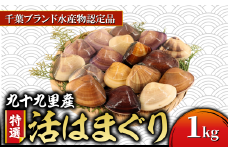 ≪千葉ブランド水産物認定品≫ 九十九里産 活け はまぐり 約1kg/10～16個 天然  蛤 ハマグリ 活 冷蔵 魚介 魚貝  魚介類 二枚貝 海鮮 貝 貝類 海鮮  貝  出汁 だし 味噌汁 酒蒸し グラタン 九十九里浜  お祝い 祝い ひなまつり 節句 おせち 贅沢 人気 おすすめ 贈答 ギフト お取り寄せ 送料無料 ふるさと納税  不動丸 千葉県 旭市 fdm017X1