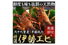 【訳あり】【8月上旬~発送開始】 活け 伊勢海老 3～5尾 約1kg  魚介 魚貝  海鮮 新鮮 伊勢 海老 伊勢エビ いせえび 海老 エビ 刺身 ボイル おかず おつまみ バーベキュー お祝い 高級 人気 新鮮 贈答 贈り物 ギフト お取り寄せ グルメ 産地直送 濃厚 ぷりぷり 身 送料無料 ふるさと納税 不動丸 千葉県 旭市