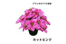 生花 花 プリンセチア ( ポインセチア 改良 ) 5号 ホット ピンク 鉢 付き 飾るだけ お花 フラワー flower 華 hana ガーデニング 園芸 花苗 鉢植え 観葉植物 植物 観賞 部屋 冬 寒い 季節 ぴったり 父の日 母の日 シーズン プレゼント 贈り物 ギフト おすすめ 千葉県 旭市