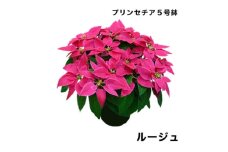 生花 花 プリンセチア ( ポインセチア 改良 ) 5号 ルージュ 赤 鉢 付き 飾るだけ お花 フラワー flower 華 hana ガーデニング 園芸 花苗 鉢植え 観葉植物 植物 観賞 部屋 冬 寒い 季節 ぴったり 父の日 母の日 シーズン プレゼント 贈り物 ギフト おすすめ 千葉県 旭市