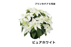 生花 花 プリンセチア ( ポインセチア 改良 ) 5号 ピュア ホワイト 白 鉢 付き 飾るだけ お花 フラワー flower 華 hana ガーデニング 園芸 花苗 鉢植え 観葉植物 植物 観賞 部屋 冬 寒い 季節 ぴったり 父の日 母の日 シーズン プレゼント 贈り物 ギフト おすすめ 千葉県 旭市