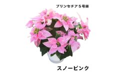 生花 花 プリンセチア ( ポインセチア 改良 ) 5号 スノー ピンク 鉢 付き 飾るだけ お花 フラワー flower 華 hana ガーデニング 園芸 花苗 鉢植え 観葉植物 植物 観賞 部屋 冬 寒い 季節 ぴったり 父の日 母の日 シーズン プレゼント 贈り物 ギフト おすすめ 千葉県 旭市