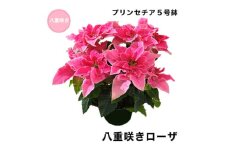 生花 花 プリンセチア ( ポインセチア 改良 ) 5号 八重咲き ローザ 鉢 付き 飾るだけ お花 フラワー flower 華 hana ガーデニング 園芸 花苗 八重咲 鉢植え 観葉植物 植物 観賞 部屋 冬 寒い 季節 ぴったり 父の日 母の日 シーズン プレゼント 贈り物 ギフト おすすめ 千葉県 旭市