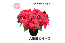 生花 花 プリンセチア ( ポインセチア 改良 ) 5号 八重咲き オペラ 鉢 付き 飾るだけ お花 フラワー flower 華 hana ガーデニング 園芸 花苗 八重咲 鉢植え 観葉植物 植物 観賞 部屋 冬 寒い 季節 ぴったり 父の日 母の日 シーズン プレゼント 贈り物 ギフト おすすめ 千葉県 旭市