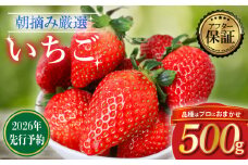 【2026年2月より発送】 【先行受付】品種おまかせいちご 500g 0.5kg  新鮮 産地直送 朝摘み 厳選 アフター 保証 付き 2026 2月 3月 発送 いちご 苺 フルーツ 果物 くだもの 品種おまかせ おまかせ とちおとめ やよいひめ おいCベリー かおり野  スターナイト  デザート スイーツ 8,000 円 千葉県 旭市 滑川いちご園 nmi001