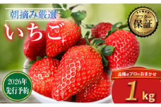 【2026年2月より発送】 【先行予約】 品種おまかせいちご 1000g  1kg  新鮮 産地直送 朝摘み 厳選 アフター 保証 付き いちご 苺 フルーツ 果物 くだもの 品種おまかせ おまかせ とちおとめ やよいひめ おいCベリー かおり野  スターナイト お菓子 デザート スイーツ 千葉県 旭市 滑川いちご園 nmi002