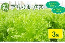 フリルレタス 3袋 セット 【 先行予約 】【11月中旬～発送】 新鮮レタス フレッシュ レタス サラダ 野菜 やさい こだわり 産地直送 土壌栽培 新鮮 とれたて 採れたて 冷蔵 低カロリー ヘルシー レタスボウル 健康 弁当 食卓 ダイエット 千葉県 旭市 Farm Fujinaga ffn001