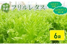 フリルレタス 6袋 セット 【 先行予約 】【11月中旬～発送】 新鮮レタス フレッシュ レタス サラダ 野菜 やさい こだわり 産地直送 土壌栽培 新鮮 とれたて 採れたて 冷蔵 低カロリー ヘルシー レタスボウル 健康 弁当 食卓 ダイエット 千葉県 旭市 Farm Fujinaga ffn002
