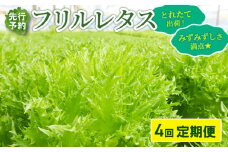 【先行予約】 フリルレタス 全 4回 発送 ＜ 定期便 固定月 ＞ 新鮮レタス フレッシュ レタス サラダ 健康志向 野菜 こだわり 産地直送 土壌栽培 新鮮 とれたて 採れたて 冷蔵 低カロリー ヘルシー レタスボウル 副菜 常備菜 緑黄色野菜 ベジタブル ヴィーガン 千葉県 旭市 Farm Fujinaga ffn005