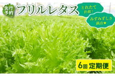 【先行予約】 フリルレタス 全 6回 発送 ＜ 定期便 固定月 ＞ 新鮮レタス フレッシュ レタス サラダ 健康志向 野菜 こだわり 産地直送 土壌栽培 新鮮 とれたて 採れたて 冷蔵 低カロリー ヘルシー レタスボウル 副菜 常備菜 緑黄色野菜 ベジタブル ヴィーガン 千葉県 旭市 Farm Fujinaga ffn006