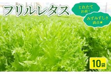フリルレタス 10袋 セット 新鮮レタス フレッシュ レタス サラダ 野菜 やさい こだわり 産地直送 土壌栽培 新鮮 とれたて 採れたて 冷蔵 低カロリー ヘルシー レタスボウル 副菜 常備菜 緑黄色野菜 健康 弁当 食卓 付け合わせ ダイエット ベジタブル ヴィーガン 千葉県 旭市 Farm Fujinaga ffn003