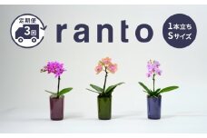 小さな 胡蝶蘭 1本立ち 鉢 付き 3ヶ月 定期便 ranto Sサイズ 飾るだけ 手軽 ミディー胡蝶蘭 花 お花 華 観葉植物 植物 コンパクト 小さめ 鑑賞 インテリア 贈答 記念日 ギフト プレゼント お祝い 祝い 誕生日 還暦 米寿 お歳暮 お中元 贈り物 母の日 千葉県 旭市 椎名洋ラン園 sye012