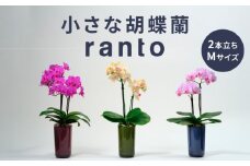 小さな 胡蝶蘭 2本立ち 鉢 付き 1鉢 ranto Mサイズ 飾るだけ 手軽 ミディー胡蝶蘭 花 お花 華 観葉植物 植物 コンパクト 小さめ 鑑賞 インテリア 贈答 記念日 ギフト プレゼント お祝い 祝い 誕生日 還暦 米寿 お歳暮 お中元 贈り物 母の日 千葉県 旭市 椎名洋ラン園 sye008