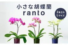 小さな 胡蝶蘭 2本立ち 鉢 付き 1鉢 ranto Lサイズ 飾るだけ 手軽 ミディー胡蝶蘭 花 お花 華 観葉植物 植物 コンパクト 小さめ 鑑賞 インテリア 贈答 記念日 ギフト プレゼント お祝い 祝い 誕生日 還暦 米寿 お歳暮 お中元 贈り物 母の日 千葉県 旭市 椎名洋ラン園 sye009