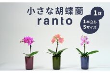 小さな 胡蝶蘭 1本立ち 鉢 付き 1鉢 ranto Sサイズ 飾るだけ 手軽 ミディー胡蝶蘭 花 お花 華 観葉植物 植物 コンパクト 小さめ 鑑賞 インテリア 贈答 記念日 ギフト プレゼント お祝い 祝い 誕生日 還暦 米寿 お歳暮 お中元 贈り物 母の日 千葉県 旭市 椎名洋ラン園 sye007