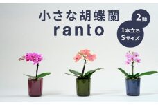 小さな 胡蝶蘭 1本立ち 鉢 付き 2鉢 ranto Sサイズ 飾るだけ 手軽 ミディー胡蝶蘭 花 お花 華 観葉植物 植物 コンパクト 小さめ 鑑賞 インテリア 贈答 記念日 ギフト プレゼント お祝い 祝い 誕生日 還暦 米寿 お歳暮 お中元 贈り物 母の日 千葉県 旭市 椎名洋ラン園 sye010