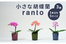 小さな 胡蝶蘭 1本立ち 鉢 付き 3鉢 ranto Sサイズ 飾るだけ 手軽 ミディー胡蝶蘭 花 お花 華 観葉植物 植物 コンパクト 小さめ 鑑賞 インテリア 贈答 記念日 ギフト プレゼント お祝い 祝い 誕生日 還暦 米寿 お歳暮 お中元 贈り物 母の日 千葉県 旭市 椎名洋ラン園 sye011