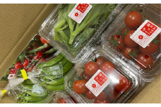 【 先行予約 】 伊藤SUN FARM 野菜セット ミニトマト 6パック スナップエンドウ 400g アイスプラント 240g 期間限定 数量限定 サラダ 野菜 やさい 送料無料 千葉県 旭市 伊藤SUN FARM isf005