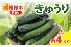 訳あり きゅうり 約4kg きゅうり 胡瓜 野菜 夏野菜 サラダ 冷麺 漬物 漬け物 ぬか漬け 酢の物 1本漬け 浅漬け 冷やしきゅうり キムチ きゅうりちくわ ちくわきゅうり 産地直送 新鮮 訳あり 千葉県 旭市 shi003