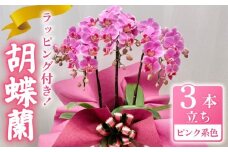 胡蝶蘭 ミディー胡蝶蘭 ピンク系 6号 3本立ち ラッピング付き 寄せ植え 花 お花 flower 植物 コンパクト 品種 おまかせ お楽しみ 家庭用 鑑賞 インテリア 贈答 記念日 ギフト プレゼント お祝い 祝い 誕生日 還暦 米寿 お歳暮 お中元 贈り物 送料無料 ふるさと納税 千葉県 旭市 椎名洋ラン園 sye015