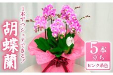 お取り分けできる胡蝶蘭 ミディー胡蝶蘭 ピンク系 7号 5本立ち ラッピング付き 寄せ植え 花 お花 flower 植物 シェアオーキッド 家庭用 鑑賞 インテリア 贈答 記念日 ギフト プレゼント お祝い 祝い 誕生日 還暦 米寿 お歳暮 お中元 贈り物 送料無料 ふるさと納税 千葉県 旭市 椎名洋ラン園 sye016