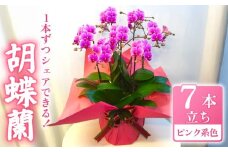 お取り分けできる胡蝶蘭 ミディー胡蝶蘭 ピンク系 8号 7本立ち ラッピング付き 寄せ植え 花 お花 flower 植物 シェアオーキッド 家庭用 鑑賞 インテリア 贈答 記念日 ギフト プレゼント お祝い 祝い 誕生日 還暦 米寿 お歳暮 お中元 贈り物 送料無料 ふるさと納税 千葉県 旭市 椎名洋ラン園 sye017