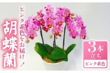 胡蝶蘭 ミディー胡蝶蘭 ピンク系 5.5号 3本立ち 寄せ植え 花 お花 flower 植物 コンパクト 品種 おまかせ お楽しみ 家庭用 鑑賞 インテリア 贈答 記念日 ギフト プレゼント お祝い 祝い 誕生日 還暦 米寿 お歳暮 お中元 贈り物 送料無料 ふるさと納税 千葉県 旭市 椎名洋ラン園 sye013