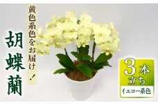 胡蝶蘭 ミディー胡蝶蘭 イエロー系 5.5号 3本立ち 寄せ植え 花 お花 flower 植物 コンパクト 品種 おまかせ お楽しみ 家庭用 鑑賞 インテリア 贈答 記念日 ギフト プレゼント お祝い 祝い 誕生日 還暦 米寿 お歳暮 お中元 贈り物 送料無料 ふるさと納税 千葉県 旭市 椎名洋ラン園 sye014