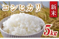 令和7年産 新米 米 コシヒカリ 5kg 精米 白米 新米5kg 2025 7年産 お米 ご飯 こめ コメ kome ライス 備蓄 防災 お弁当 産地直送 送料無料 国産 千葉県産 ふるさと納税 千葉県 旭市 小島農園 kjm001