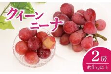 ぶどう クイーンニーナ 2房 ( 約1kg 以上 ) ブドウ 葡萄 糖度 種なし 種無し 甘い 濃厚 クイーン ニーナ 赤ぶどう 産地直送 季節の果物 季節のフルーツ フルーツ 果物 くだもの ギフト プレゼント 贈り物 デザート スイーツ 旬 おすすめ 千葉県 旭市 たかの果樹園 tke011