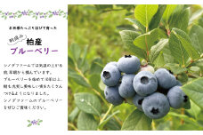 ブルーベリー