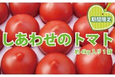 しあわせのトマト箱詰（大） 〈 甘い 美味しい 野菜 ビタミンC 栄養 産地直送 国産 千葉県産 柏市産 おいしい プレゼント ギフト 取り寄せ おすすめ おススメ 大量 王様 ごほうび 〉