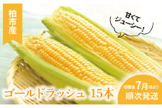 柏産ゴールドラッシュ(とうもろこし)　15本 〈先行予約 2025年7月順次発送〉 〈 野菜 トウモロコシ コーン 国産 千葉県産 柏市産 おいしい プレゼント 贈り物 お取り寄せ 取り寄せ おすすめ おススメ 大量 バーベキュー BBQ 産地直送 〉