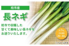 柏産 長ネギ 3kg 〈 野菜 旬 国産 千葉県産 柏市産 長ねぎ ねぎ おいしい 甘い 新鮮 おすすめ 大量 産地直送 〉