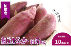 柏産 紅はるか　5kg 〈 さつまいも 野菜 国産 旬 千葉県産 柏市産 おいしい 甘い さつま芋 さつまイモ いも サツマイモ スイートポテト お菓子 秋 新鮮 おすすめ 大量 産地直送 〉