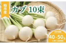 柏市産 カブ 10束 〈 かぶ 野菜 旬 国産 産地直送 千葉県産 おいしい 新鮮 蕪 シチュー 煮物 スープ サラダ おすすめ 大量 季節限定 〉