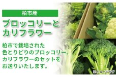 柏市場直送ブロッコリーとカリフラワーセット 〈 野菜 新鮮 旬 国産 産地直送 千葉県産 柏市産 おいしい サラダ 野菜炒め おすすめ 大量 季節限定 〉