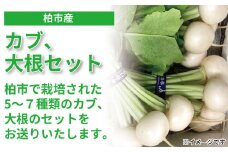 柏市場直送カブと大根セット 〈先行予約 2026年1月順次発送〉 〈 かぶ 詰め合わせ 野菜 カブ ダイコン 旬 国産 産地直送 千葉県産 柏市産 おいしい 新鮮 蕪 鍋 シチュー 煮物 スープ サラダ おすすめ 大量 季節限定 〉