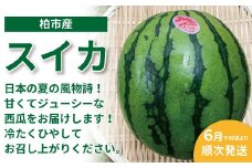 柏市産 スイカ 1個 〈先行予約 2025年6月下旬順次発送〉 〈 すいか フルーツ 果物 1玉 旬 国産 産地直送 千葉県産 甘い おいしい 美味しい おすすめ 夏 デザート グルメ 予約 〉